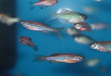 zebrafish