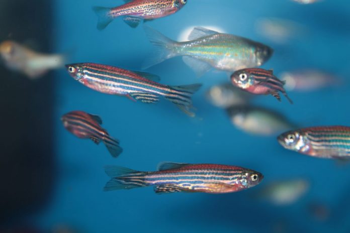 zebrafish