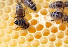 New strategy launched to support bees