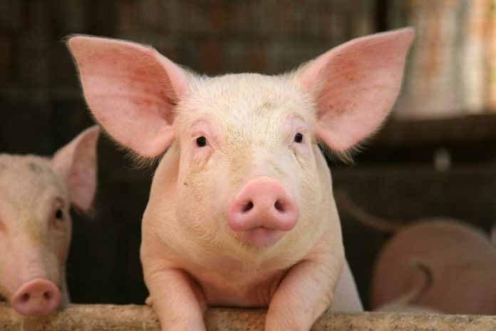 The evolution of Danish pig farming
