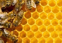 Colony decline attributed to stressed young bees