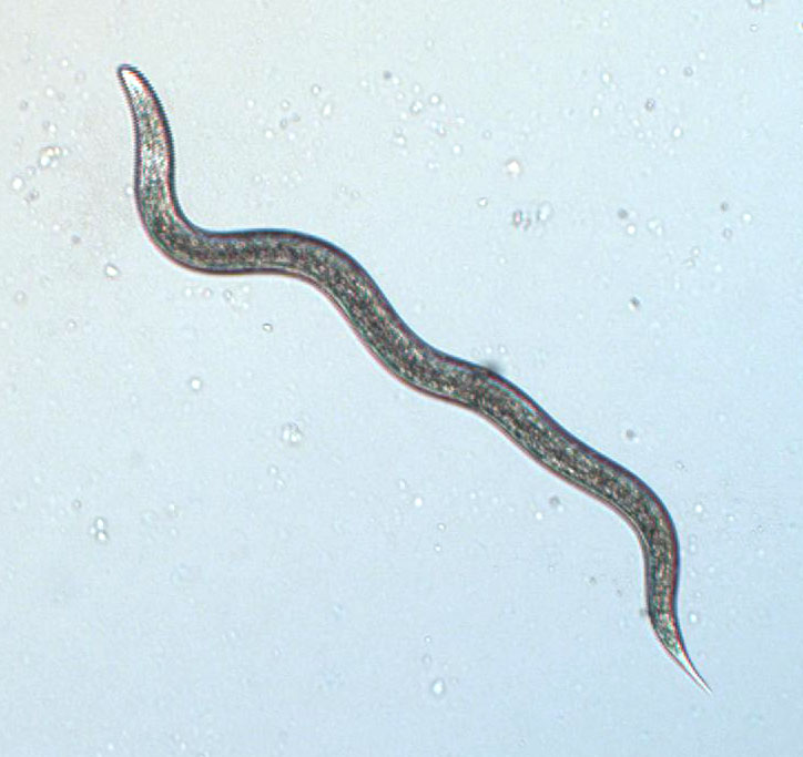 Entomopathogenic nematode