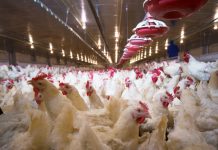 Probiotics on poultry gut health research poultry
