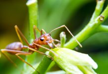 The hurdles of Biological Control to control the Red Imported Fire Ant. Biological Control Fire Ants