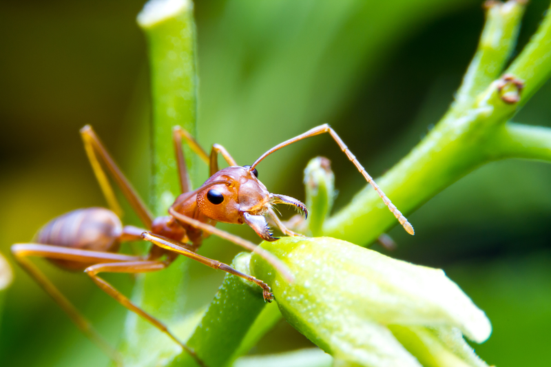 Biological Control Fire Ants