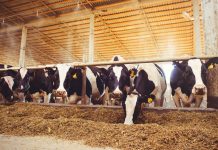 Translating basic immunology to innovative and sustainable solutions for animal health and welfare immunology