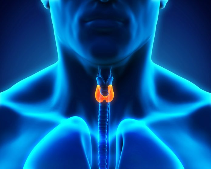 thyroid