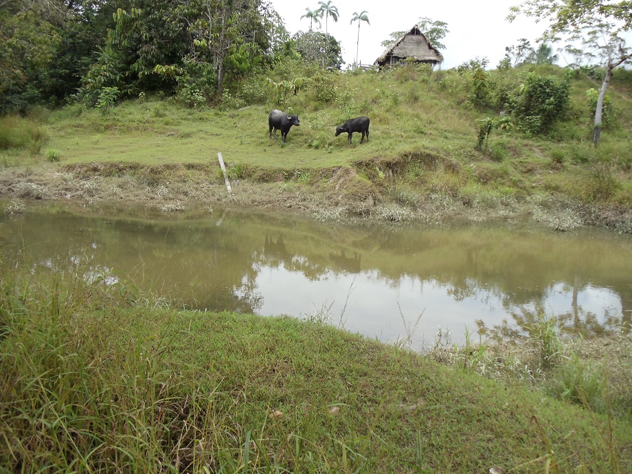 Fig. 2 Salvador, Napo River, larval collection site positive for An. darlingi Peru 2016