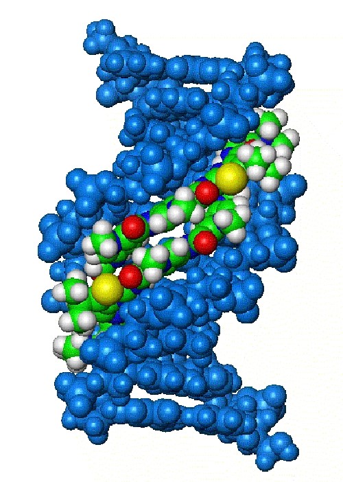 An S-MGB (green, white, blue, red, yellow) bound to DNA (blue)