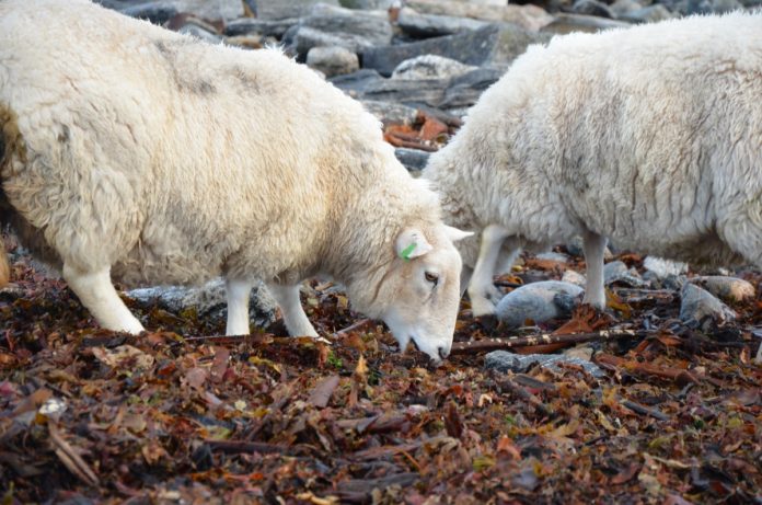 Alternative feed sources for sheep include seaweed