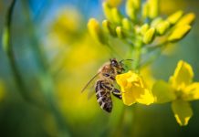 ban on neonicotinoids protect bees