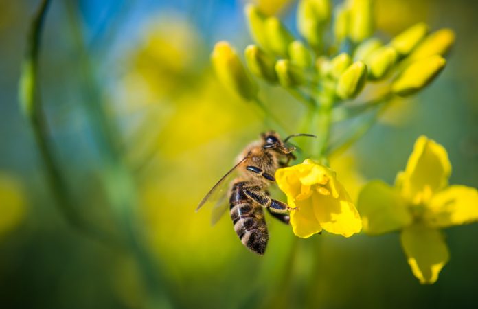 ban on neonicotinoids protect bees