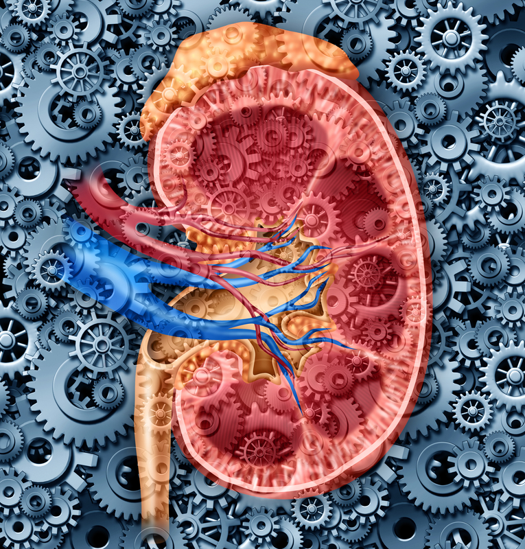 membranous nephropathy kidney function