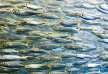 novel nutraceuticals from sardines