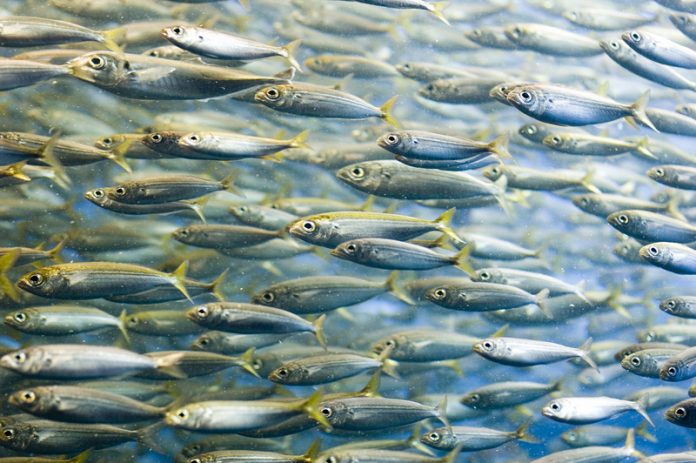 novel nutraceuticals from sardines