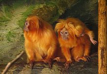 progressive zoos wildlife trafficking golden lion tamarins