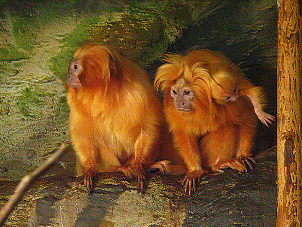 progressive zoos wildlife trafficking golden lion tamarins