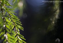 Norway spruce source bioactive compounds