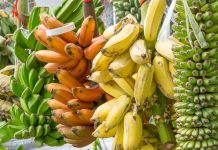 Why we should all get off the banana shortage bandwagon Banana shortage myth varieties at market