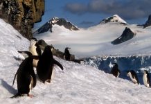 climate change in polar regions chinstrap penguins in snow