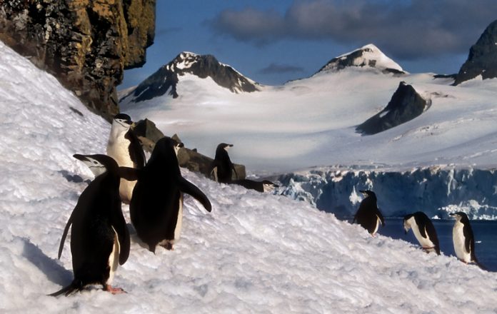 climate change in polar regions chinstrap penguins in snow