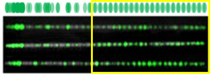 fluorescence microscopy of DNA