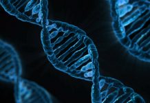 Ebenstein lab research on DNA