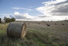 environmental standards UK Trump Brexit