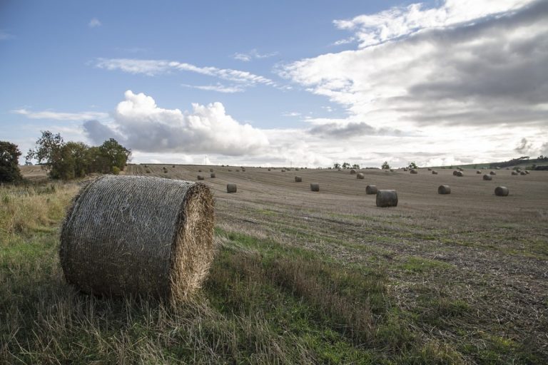 environmental standards UK Trump Brexit