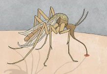 malaria elimination mosquito drawing