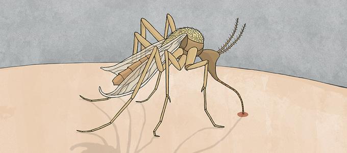 malaria elimination mosquito drawing