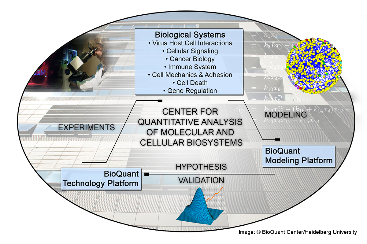 BioQuant Center working process diagram