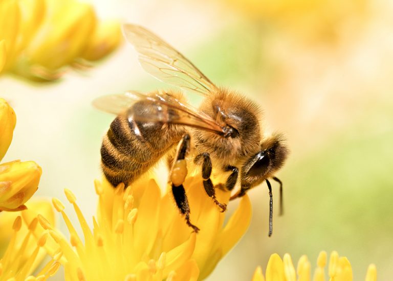 Honey bee health: managing and reducing the risks