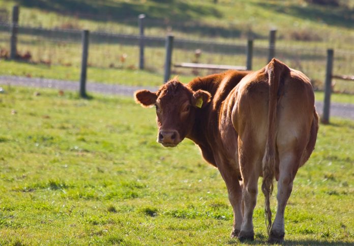 methane from cattle