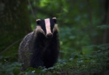 badger cull