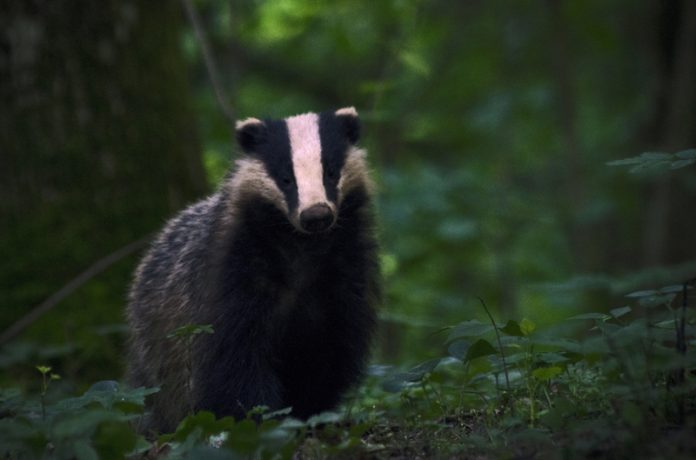 badger cull