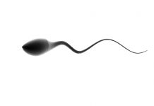 sperm cells