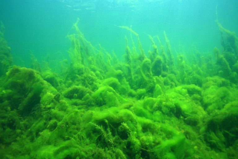 The role of algae in sustaining our planet – past, present and future