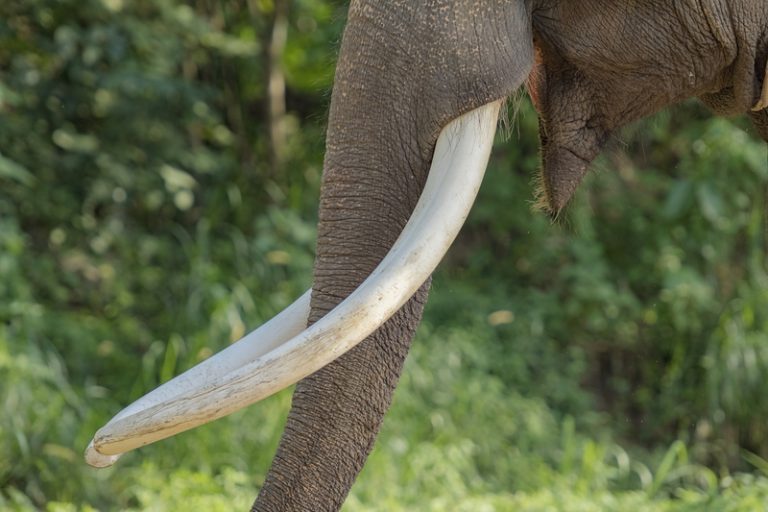 ivory trade ban
