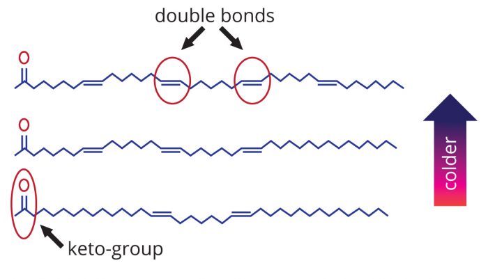 role of algae