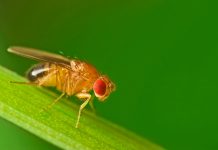 fruit flies