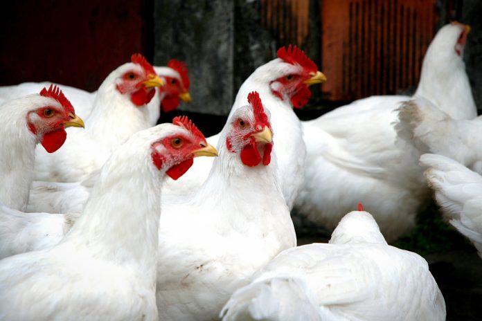 egg-laying hens