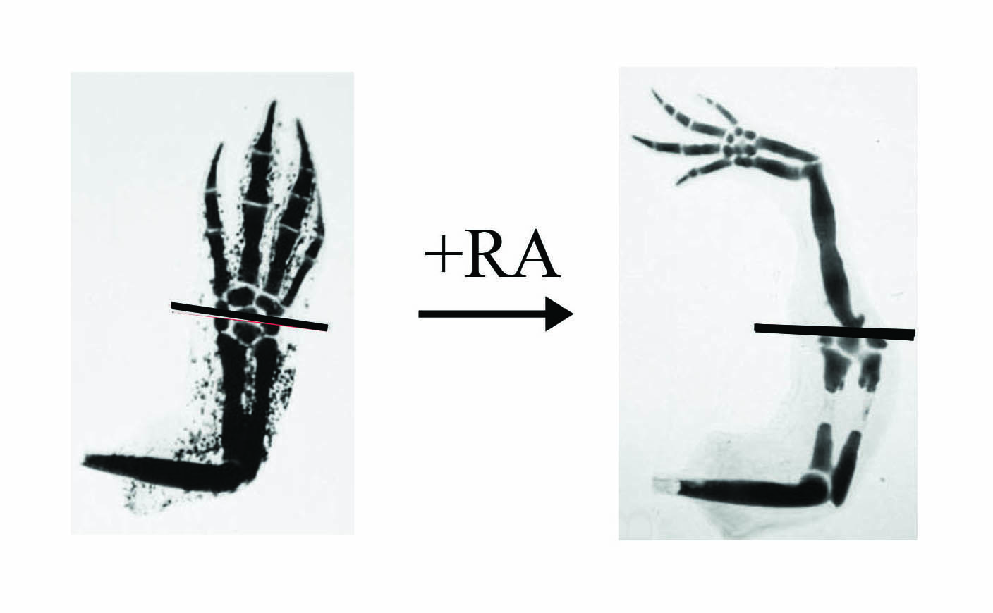 Regenerative medicine