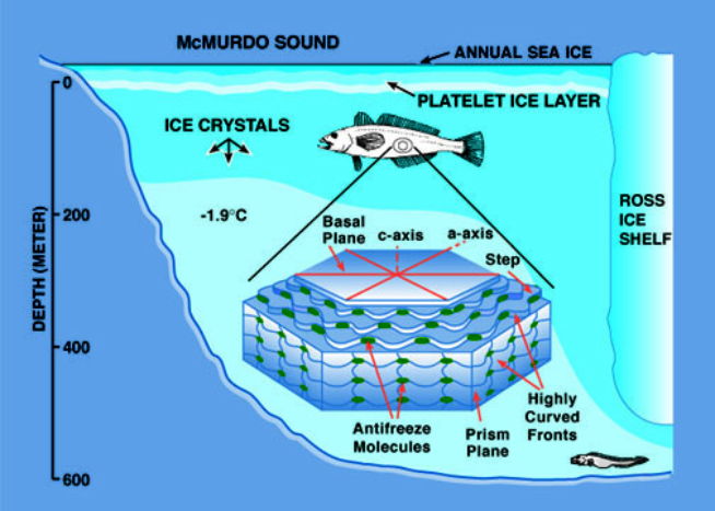 Antifreeze Temperature Chart