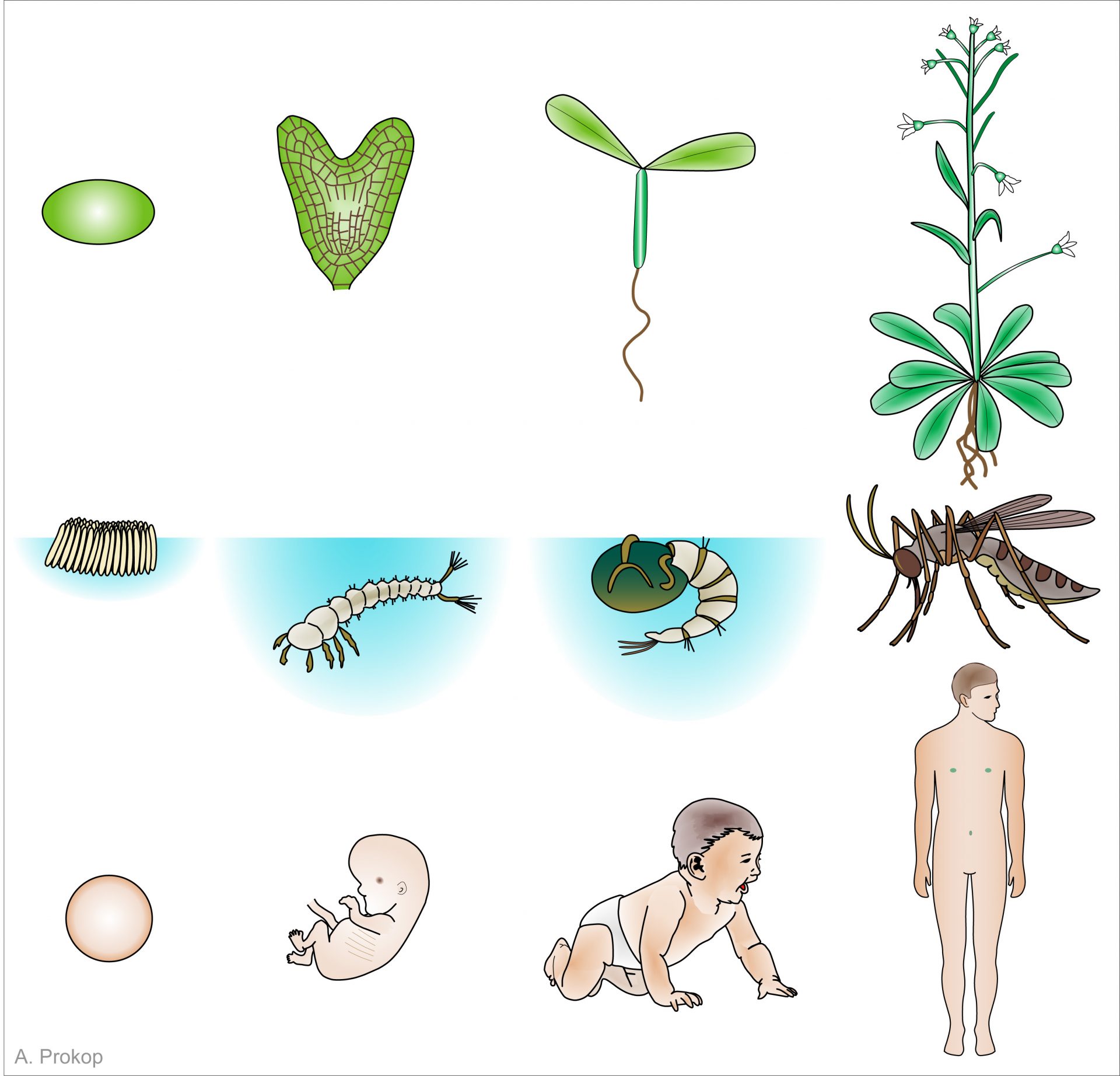 research project developmental biology