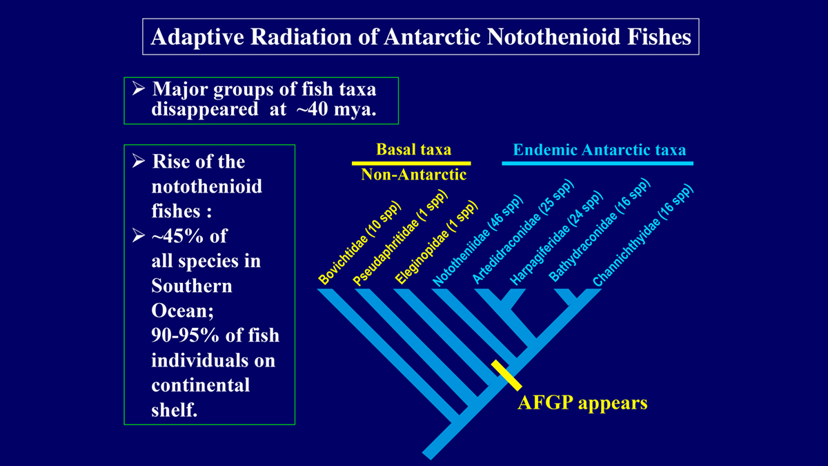 marine species flock