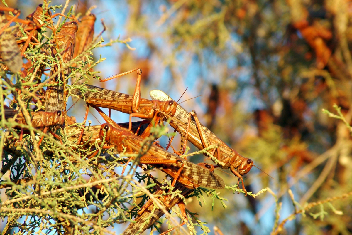 locusts