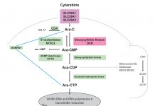 Acute myeloid leukaemia