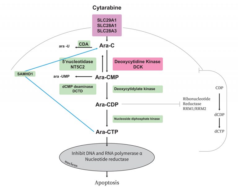 Acute myeloid leukaemia