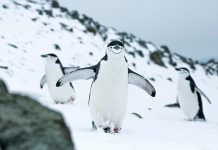 Protecting the Antarctic Ocean